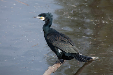 Great cormorant (Phalacrocorax carbo)