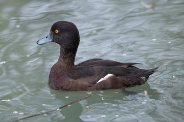 Tufted duck (Aythya fuligula).
