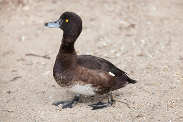 Tufted duck (Aythya fuligula).