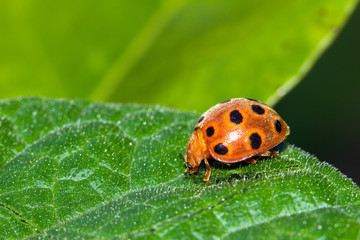 Hairy orange black-spotted ladybug in Masoala national park, Madagascar. Family pres. Epilachninae