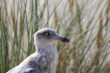 gull  (Larus argentatus)