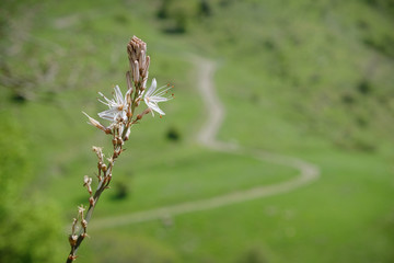 Spike Of Wild Flowers In Nebrodi Park, Sicily