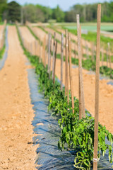 Tomato plants in a long row during the summer sun