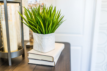 Modern space with plant on books on table in room