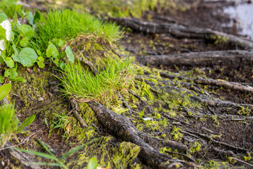 Close up of tree roots, moss and grass on a river or lake bank