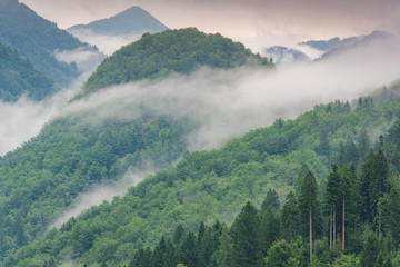 Plakaty  nisko leżąca chmura z wiecznie zielonymi drzewami iglastymi spowitymi mgłą w malowniczym krajobrazie