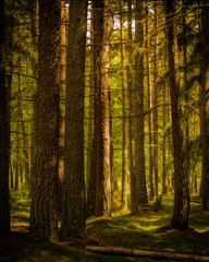 Obraz premium Lush Green Vegetation in Northern Pine Forest with moss and ferns amongst vertical pine tree trunks
