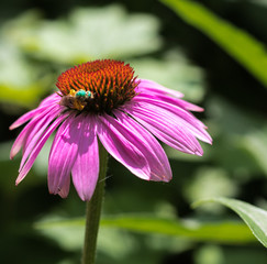 Insect on Coneflower