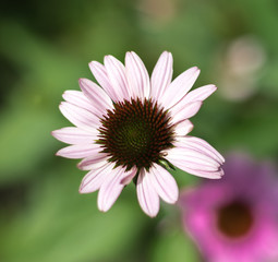 Fototapeta premium Echinacea