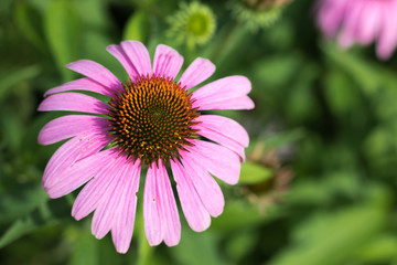 Coneflower