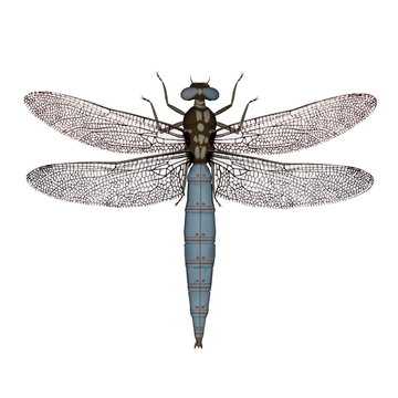 Darter dragonfly - 3D render