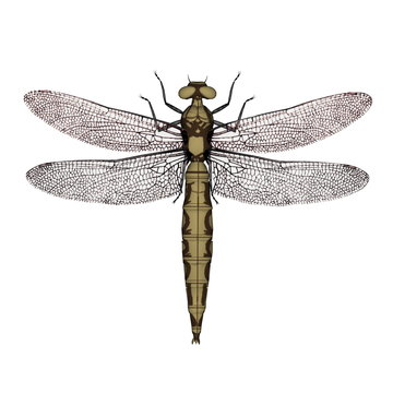 Orthetrum dragonfly female - 3D render