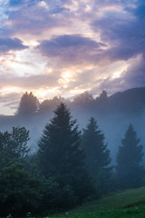 Evening sun breaking through dense fog in forest
