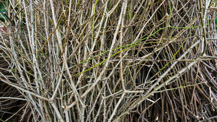 Cassava tree