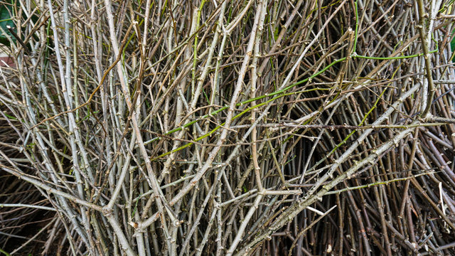 Cassava tree