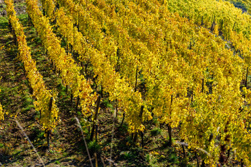 Vineyards at Chateau de Kaysersberg -  alsace in France - travel destination in Europe