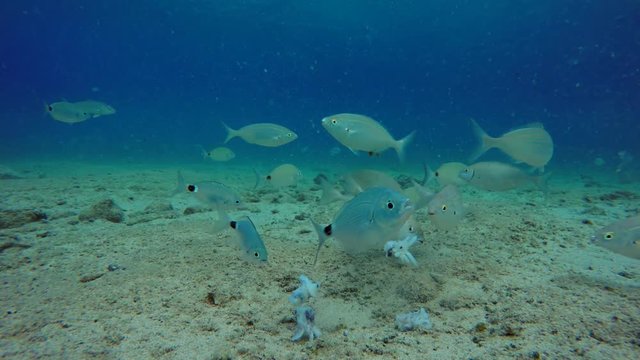 Saddled Sea Breams Eating Calamari Underwater