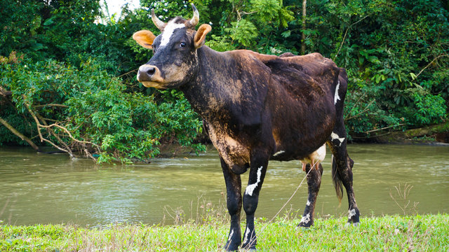 Funny cow