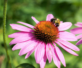 Bee on Echinacea