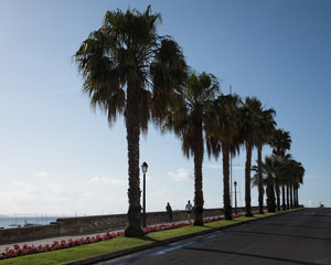 Fototapeta premium Palm Alley Promenade