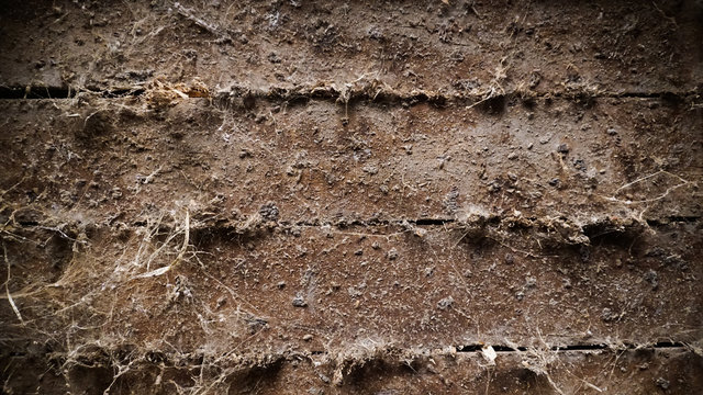Texture of aged wood
