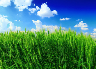 green wheat field and clouds