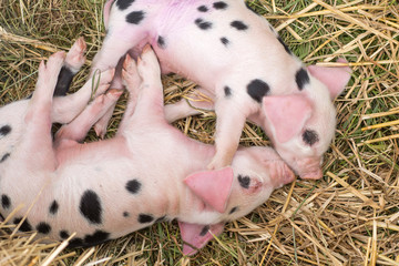 Pair of Oxford Sandy and Black piglets sleeping together. Four day old domestic pigs outdoors, with...