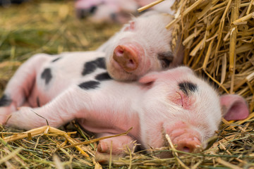 Oxford Sandy and Black piglets sleeping together. Four day old domestic pigs outdoors, with black...