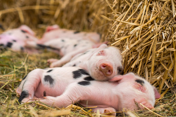 Oxford Sandy and Black piglets sleeping. Four day old domestic pigs outdoors, with black spots on...