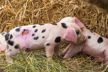 Oxford Sandy and Black piglets with wound. Four day old domestic pigs outdoors, one with injury...