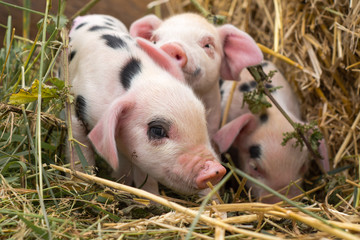 Oxford Sandy and Black piglets in straw. Four day old domestic pigs outdoors, with black spots on pink skin 