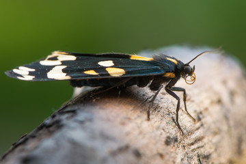 Scarlet tiger moth (Callimorpha dominula) resting profile. Brightly coloured British insect in the family Erebidae, previously Arctiidae, on wood