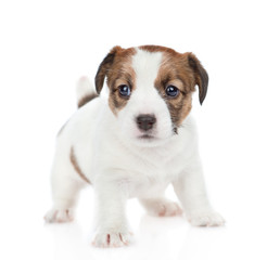 Puppy Jack russell looking at camera. isolated on white background