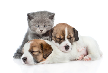 Kitten and a group of sleeping puppies Jack Russell. isolated on white background