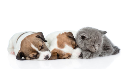 Obraz premium Kitten and a group of sleeping puppies Jack Russell. isolated on white background