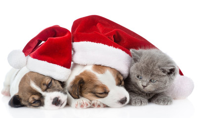 Kitten and a group of sleeping puppies Jack Russell in red santa hats. isolated on white background