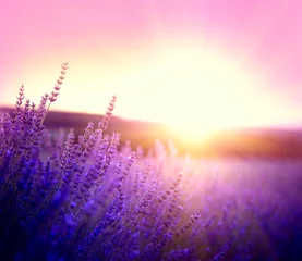 Crédence de cuisine en verre imprimé Lavande Champ de lavande en Provence, France. Fleurs de lavande parfumée violette en fleurs