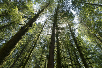 Rain Forest Fraser Valley Mountains and Landscapes