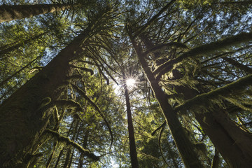 Rain Forest Fraser Valley Mountains and Landscapes