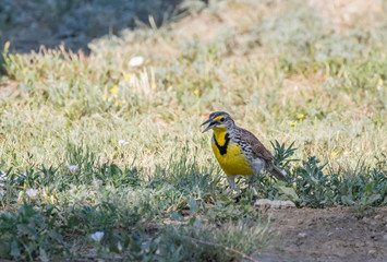 Western Meadowlark in grass by roadside rest area in northern New Mexico