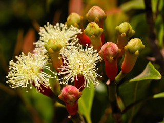 Clove Flowers