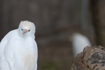 Fussy egret
