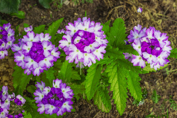 Obraz premium Inflorescences of verbena consist of small flowers