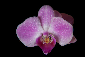 Fototapeta na wymiar Dewy Orchid