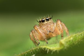 macro closeup of jumping spider on the green leaf