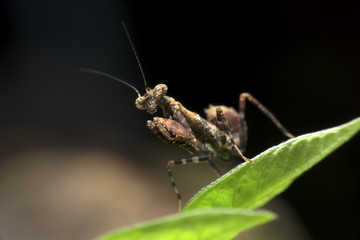 Brown Praying Mantis on green leaf