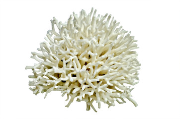 White coral isolated over white