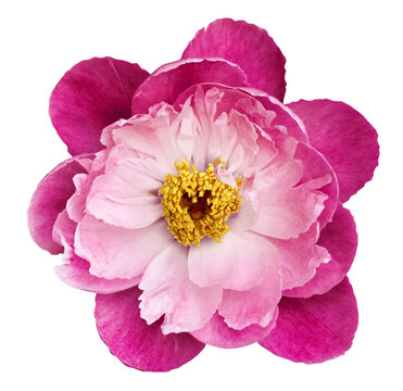 Peony flower pink-crimson on a white isolated background with clipping path. Nature. Closeup no shadows. Garden flower.