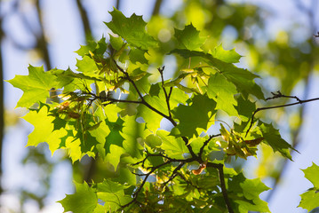 Green leaves against of sun