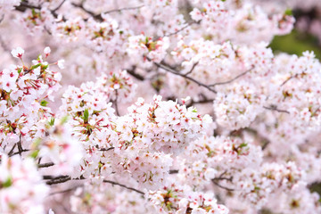 Cherry blossoms in full bloom